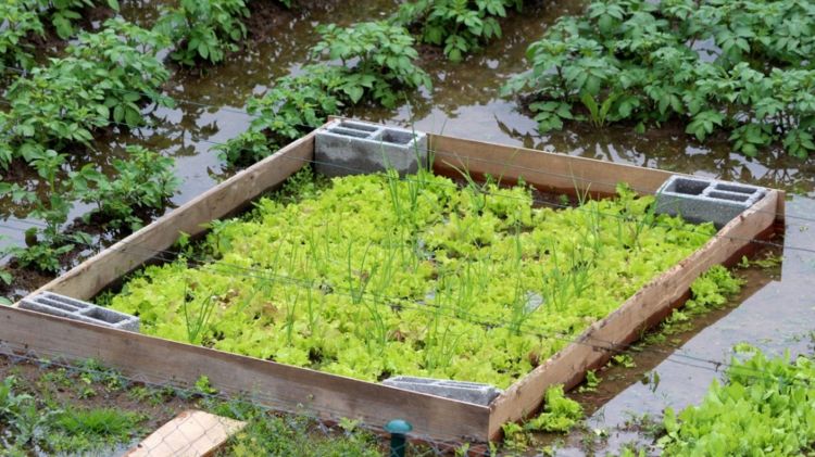 Trồng xà lách mùa mua bị ngập úng và dập nát
