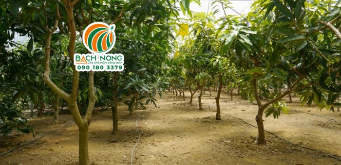 Hệ thống tưới nhỏ giọt cho cây xoài trồng nhà kính