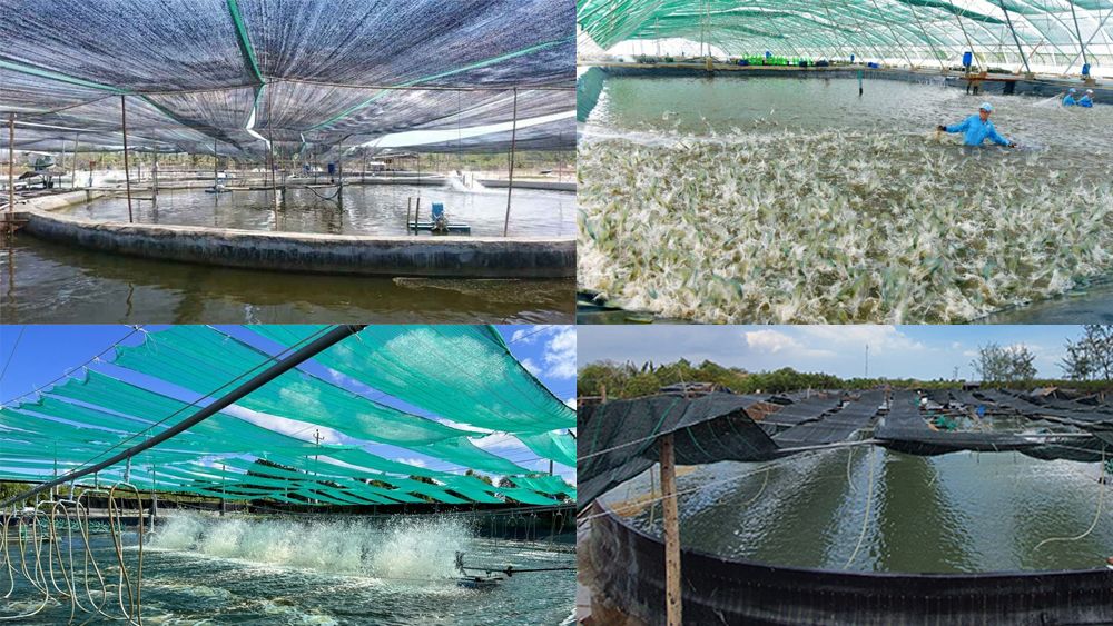 Che nắng cho ao tôm