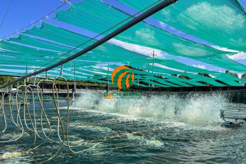 Đảm bảo mật độ nuôi tôm