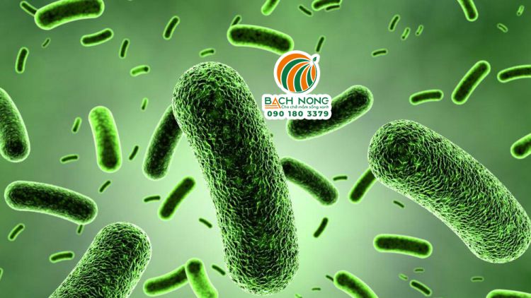 Hình dạng Bacillus