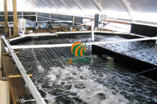 Không nên cho tôm ăn quá nhiều