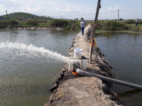 TÌm hiểu kỹ thuật nuôi tôm trong ao đất