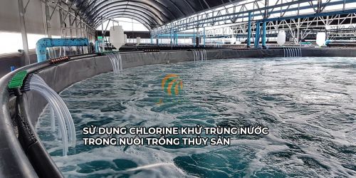 Clo có tác dụng khử trùng nước cho nuôi trồng thủy sản