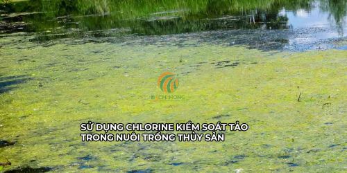 Sử dụng clo kiểm soát sự phát triển của tảo