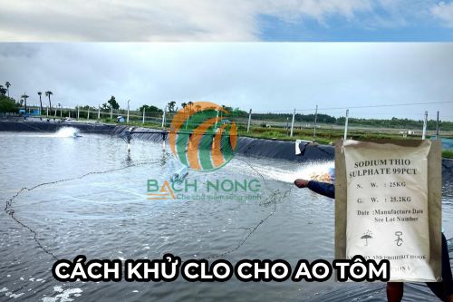 Sử dụng natri thiosulfate để trung hòa Clo trong ao tôm