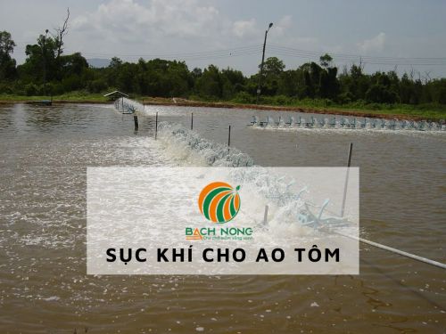 Sục khí cho ao tôm