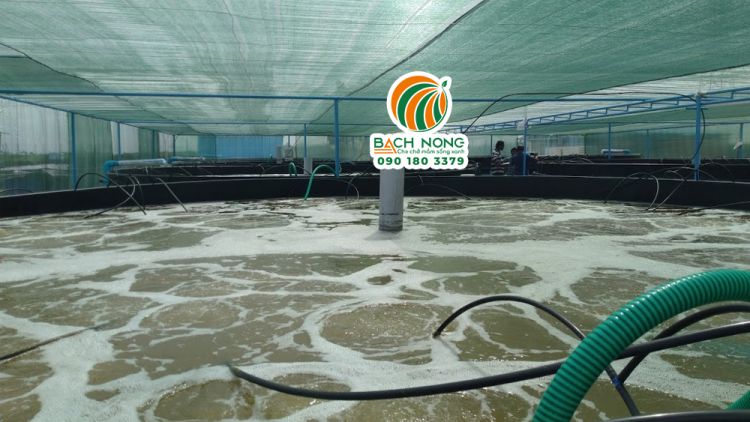 Hệ thống sục oxy cho ao tôm trong nhà màng đang hoạt động ổn định