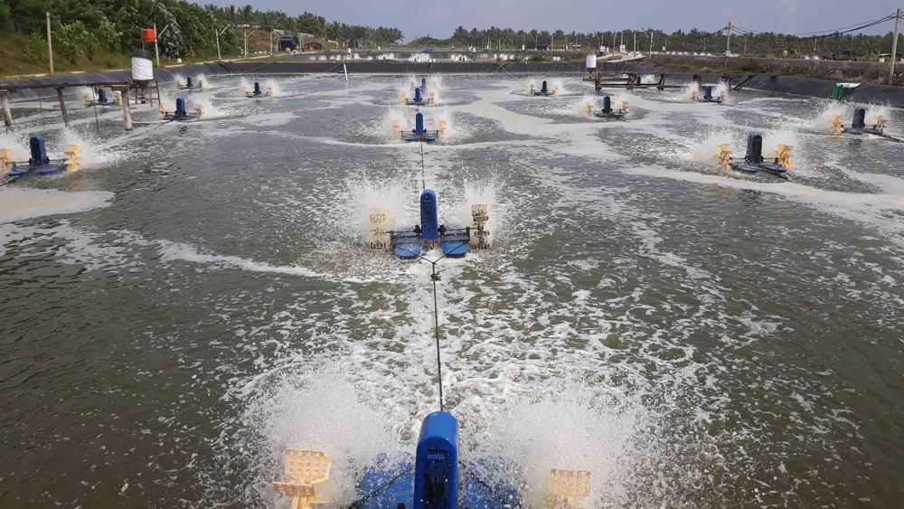 Tăng sục khí cho ao tôm