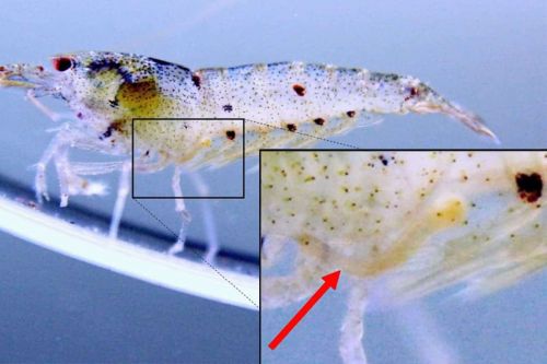 Tôm bị nhiễm nấm Tôm bị nhiễm nấm