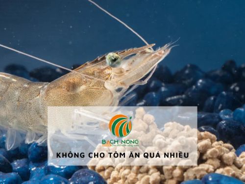 Không nên cho tôm ăn quá nhiều Không nên cho tôm ăn quá nhiều
