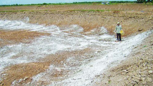 Xử lý ao tôm trước khi cho nước vào