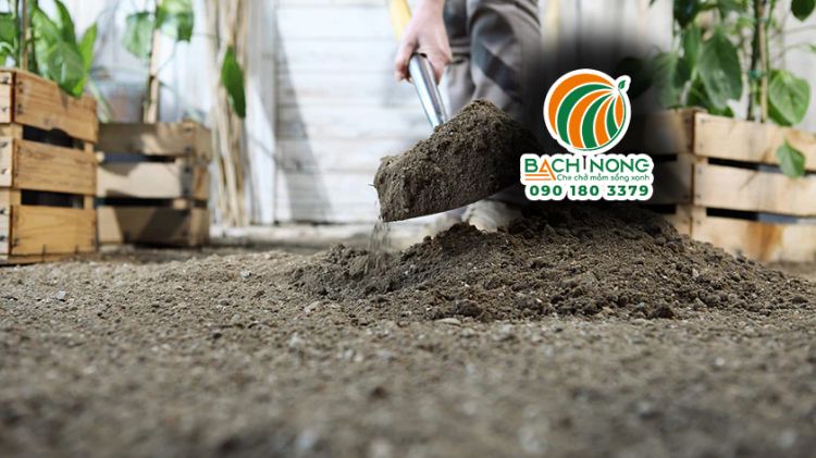 Bổ sung phân hữu cơ hoai mục khi cải tạo đất