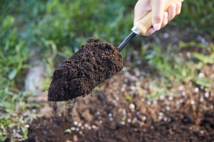 Sử dụng đất thoát nước tốt để trồng lựu