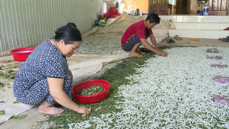 Mô hình trồng dâu nuôi tằm tại Kom Tom