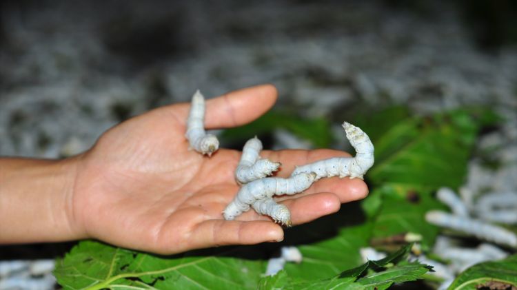 Con tằm trên tay người chăn nuôi