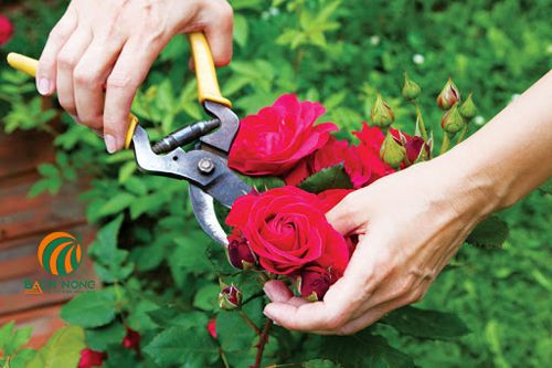 Cắt tỉa cho hoa hồng để ngăn nhện đỏ lây lan