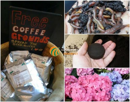 Cách sử dụng bã cà phê cho vườn