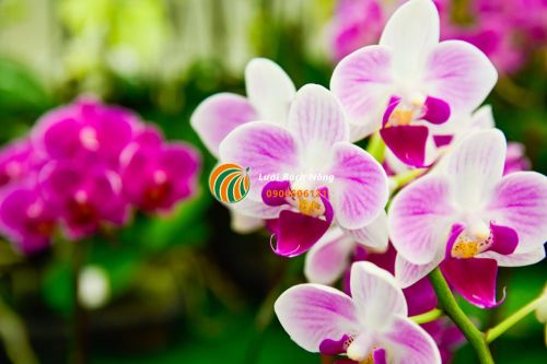 Những lưu ý khi trồng Lan