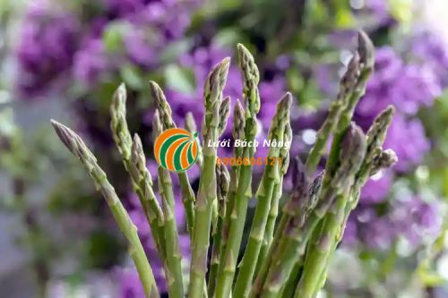 Những lưu ý khi trồng măng tây