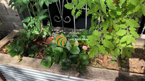 Cách trồng dâu tây và cà chua cùng nhau