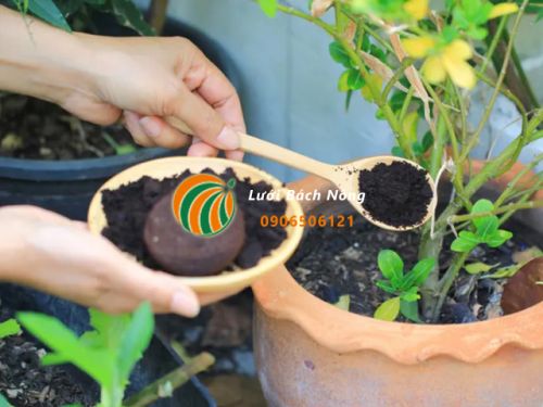 Bón bã cà phê cho cây trồng
