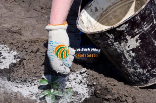Sử dụng tro bón cho cây