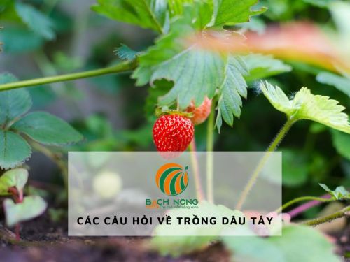 Các câu hỏi về trồng dâu tây