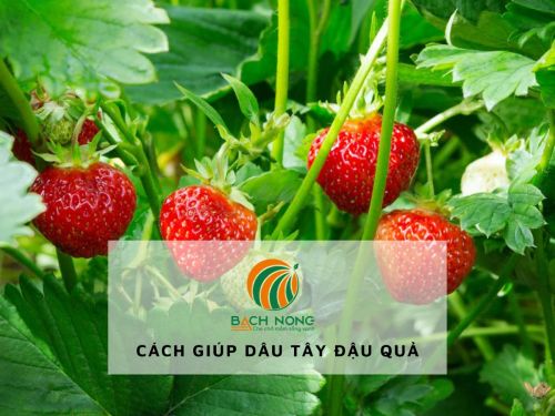 Các cách giúp dâu tây đậu quả