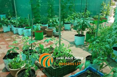 Cách làm vườn trồng rau trên sân thượng