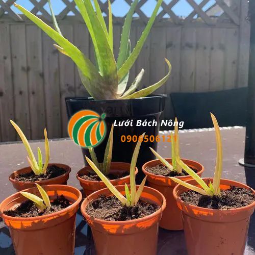 Nhân giống nha đam bằng cây non