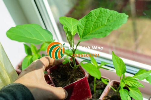 Trồng cà tím trong nhà
