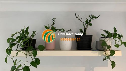 Mẹo xử lý cây trồng bị tưới quá nhiều nước Mẹo xử lý cây trồng bị tưới quá nhiều nước