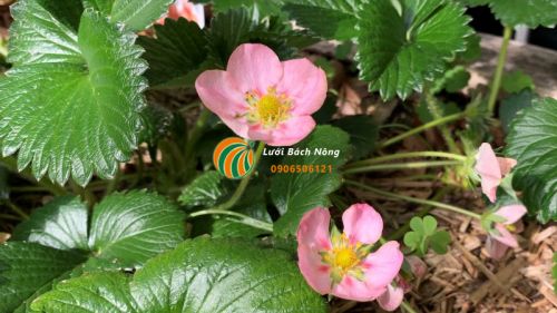 Cây dâu tây ra hoa