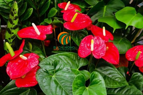 Cây hồng môn Cây hồng môn