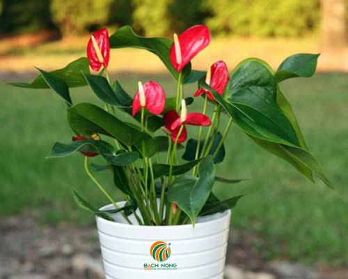 Cây hồng môn có độc tốt ảnh hưởng đến con người và vật nuôi Cây hồng môn có độc tốt ảnh hưởng đến con người và vật nuôi