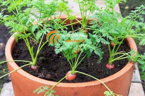 Chăm sóc cà rốt