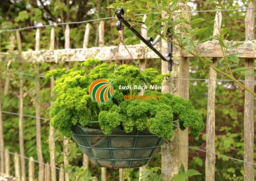 Chăm sóc cây trồng trong giỏ treo Chăm sóc cây trồng trong giỏ treo