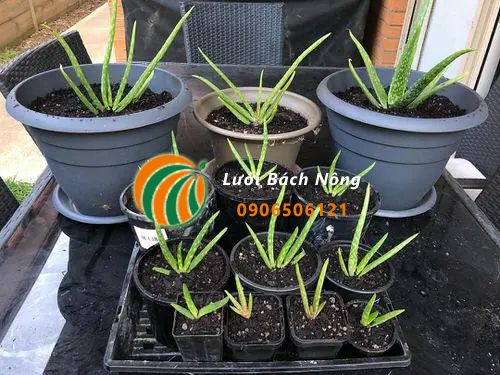 Chăm sóc cây nha đam sau khi nhân giống