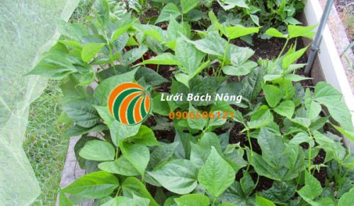 Che nắng cho cây đậu