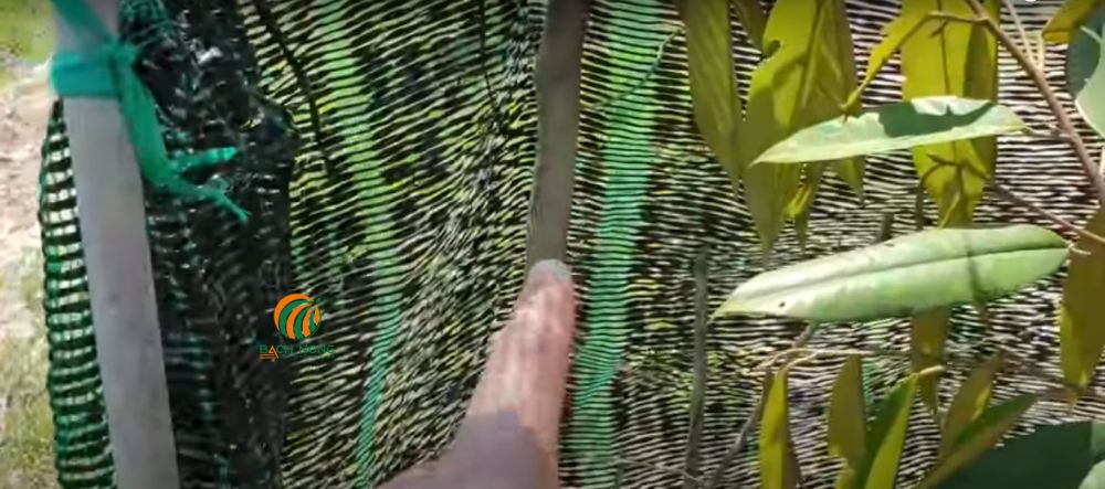 Che nắng cho cây mới trồng Che nắng cho cây mới trồng