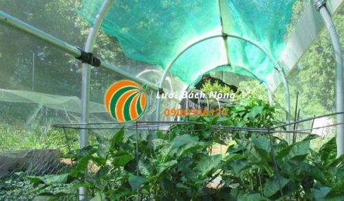 Che nắng cho cây ớt