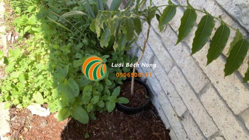 Các chậu nhựa màu đen có thể chôn dưới đất