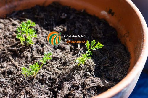 Chọn giống cà rốt phù hợp với chậu