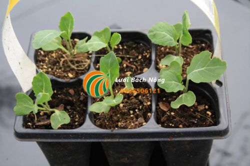 Cung cấp đủ chất dinh dưỡng cho cây non