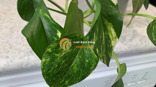 Dấu hiệu cây trầu bà bị thối rễ Dấu hiệu cây trầu bà bị thối rễ