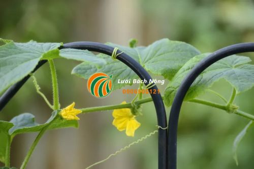 Giàn leo bằng dây