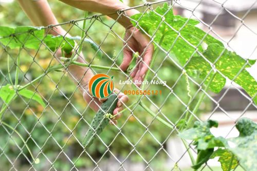 Hàng rào lưới sắt cho dưa chuột leo