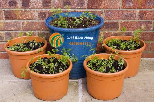 Trồng cà rốt trong chậu