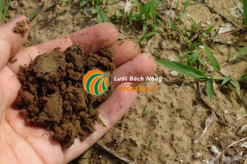 Kết cấu của đất trồng Kết cấu của đất trồng